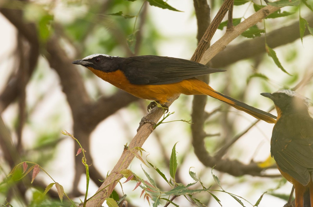 White-crowned Robin-Chat - Eric Francois Roualet