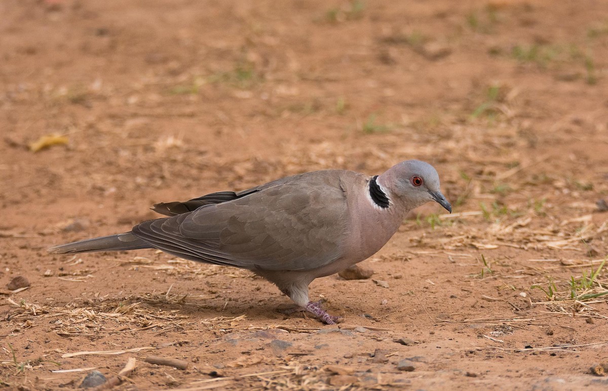 Mourning Collared-Dove - ML204994341