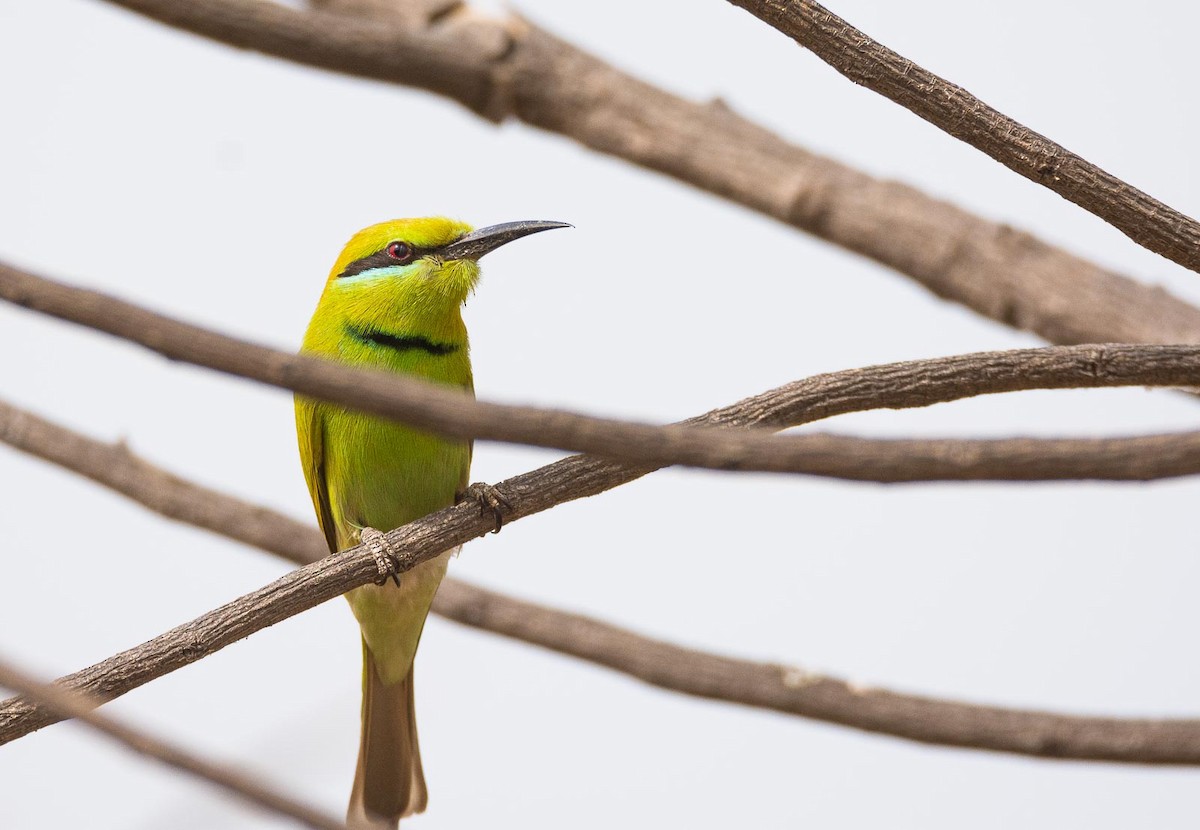 African Green Bee-eater - Eric Francois Roualet