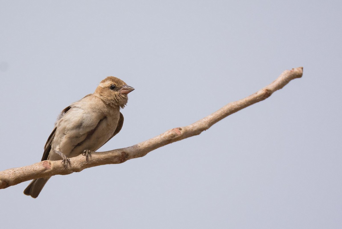 Sahel Bush Sparrow - ML204994551