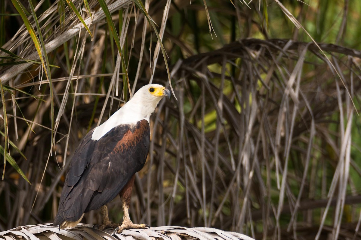 African Fish-Eagle - Eric Francois Roualet