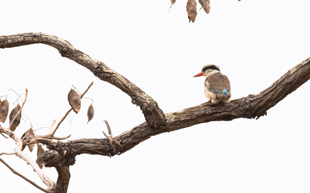 Striped Kingfisher - Eric Francois Roualet