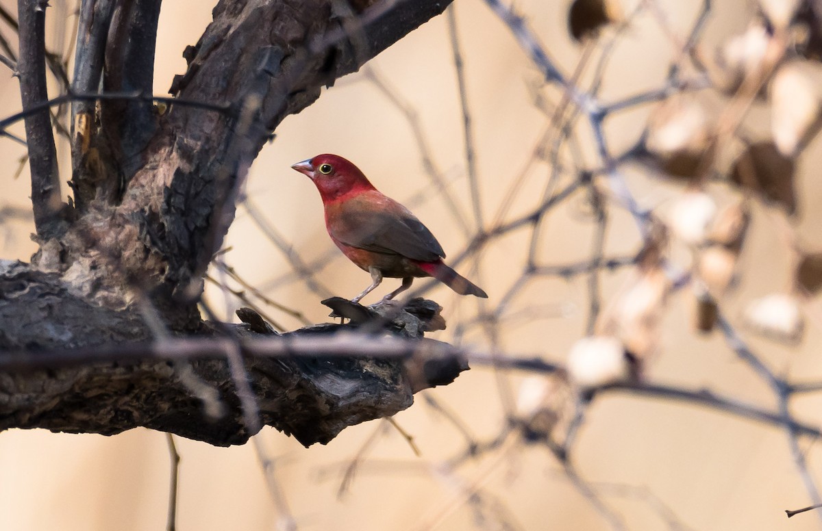 Black-bellied Firefinch - Eric Francois Roualet