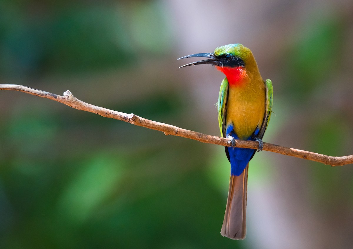 Red-throated Bee-eater - Eric Francois Roualet