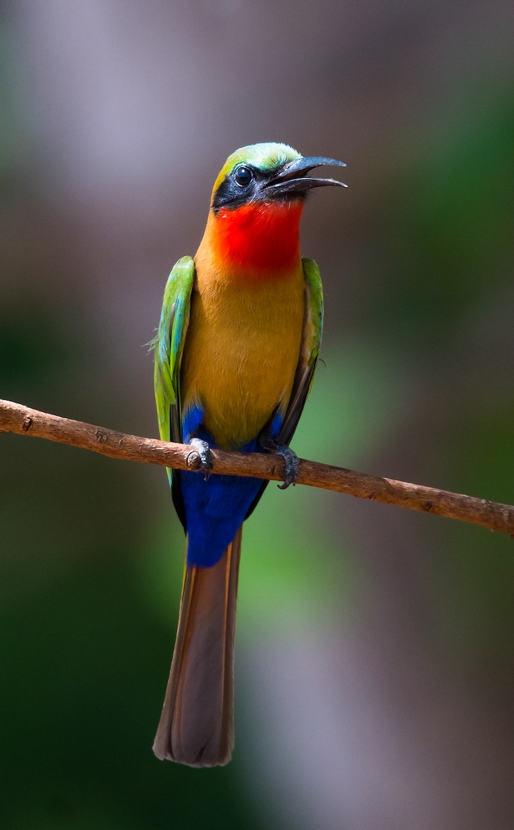 Red-throated Bee-eater - Eric Francois Roualet