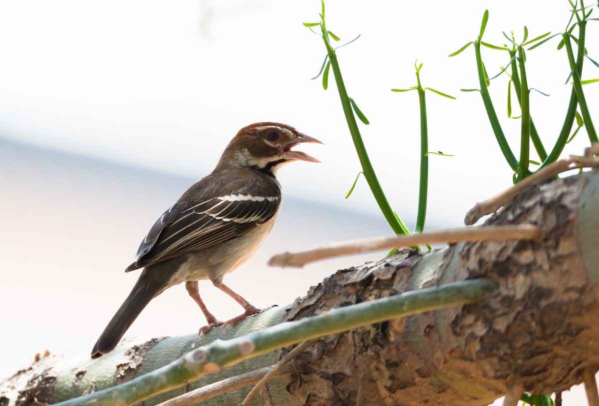 Chestnut-crowned Sparrow-Weaver - Eric Francois Roualet
