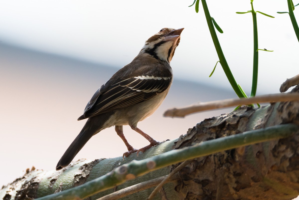 Chestnut-crowned Sparrow-Weaver - ML204996391