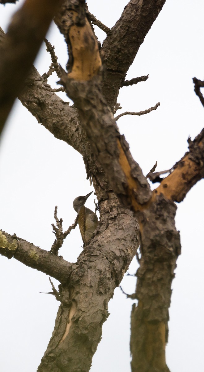 African Gray Woodpecker (Gray) - ML204996501
