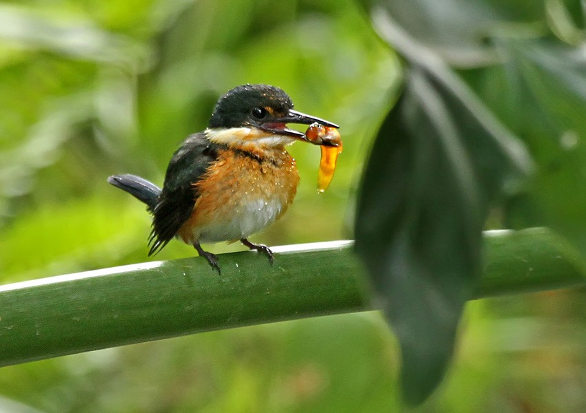 American Pygmy Kingfisher - Roger Ahlman