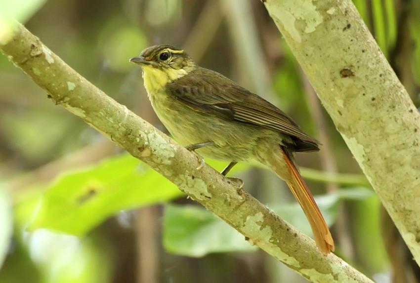 Rufous-tailed Foliage-gleaner - Roger Ahlman