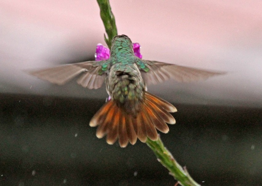 kolibřík savanový - ML204996731