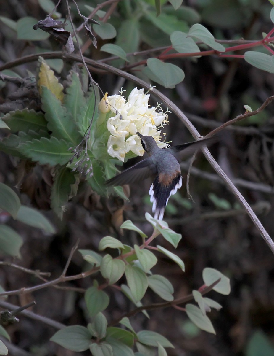 Gray-chinned Hermit (Porculla) - ML204996821