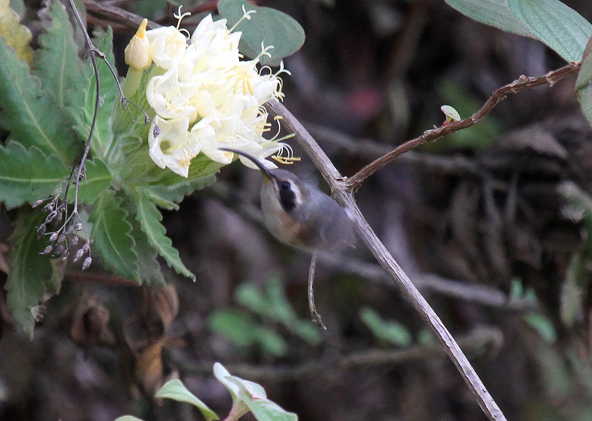 Gray-chinned Hermit (Porculla) - ML204996831