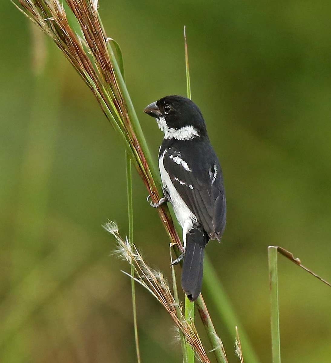 Wing-barred Seedeater (Caqueta) - ML204996841