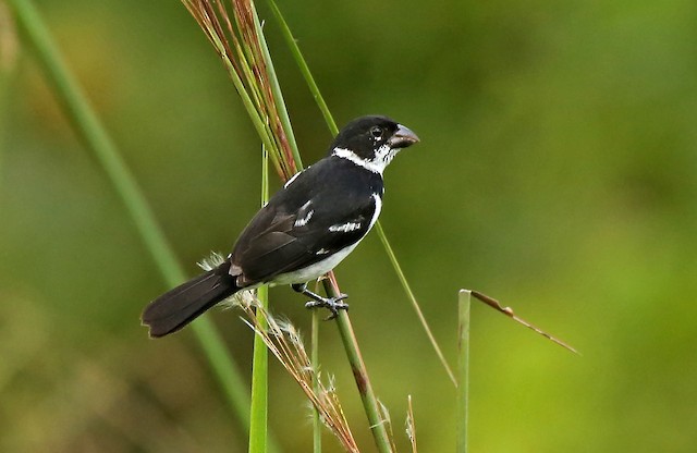 papa-capim-de-caquetá (Sporophila murallae)  WikiAves - A Enciclopédia das  Aves do Brasil