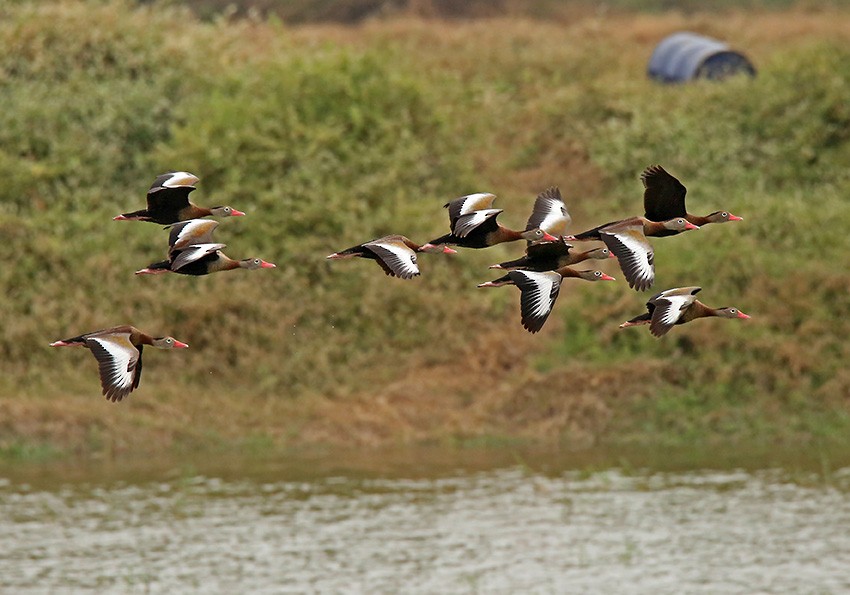 Black-bellied Whistling-Duck (autumnalis) - Roger Ahlman