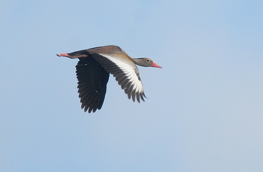 Black-bellied Whistling-Duck (autumnalis) - ML204996951