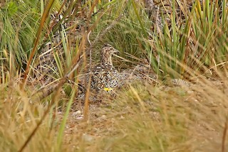 Curve-billed Tinamou, ML204997031
