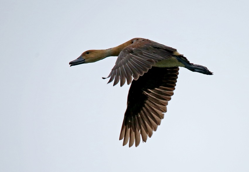 Fulvous Whistling-Duck - Roger Ahlman
