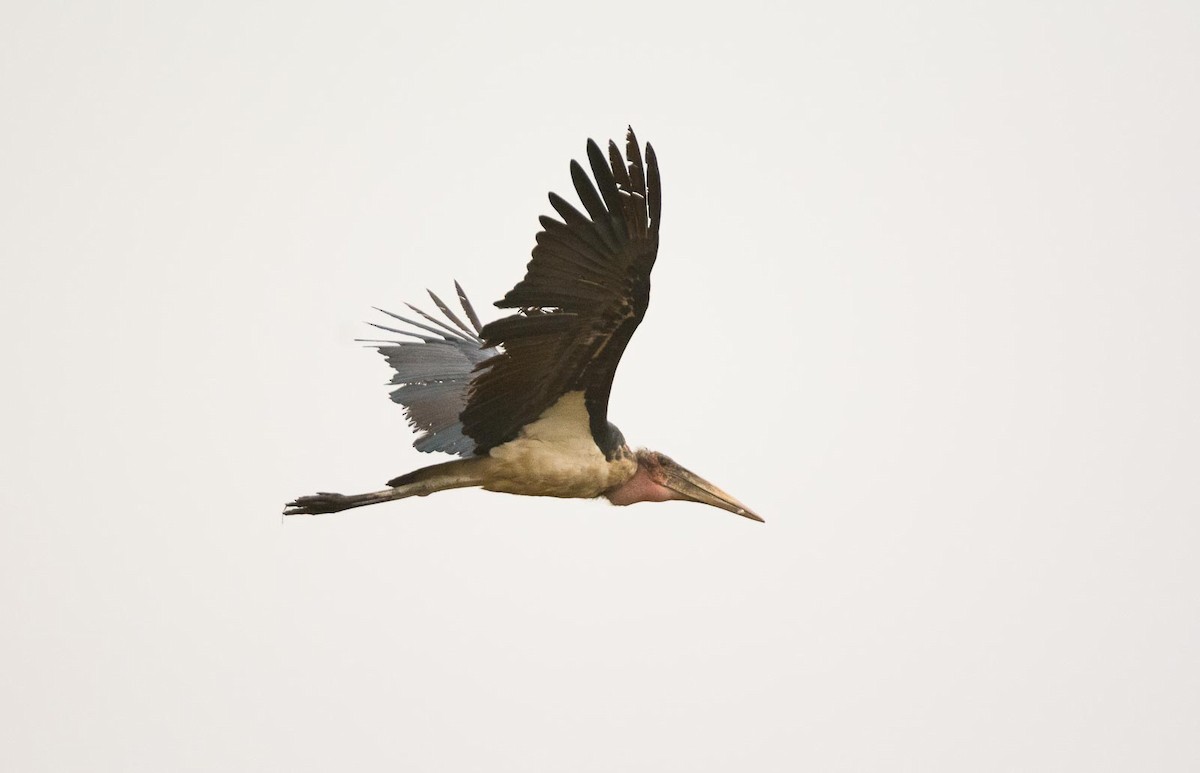Marabou Stork - Eric Francois Roualet