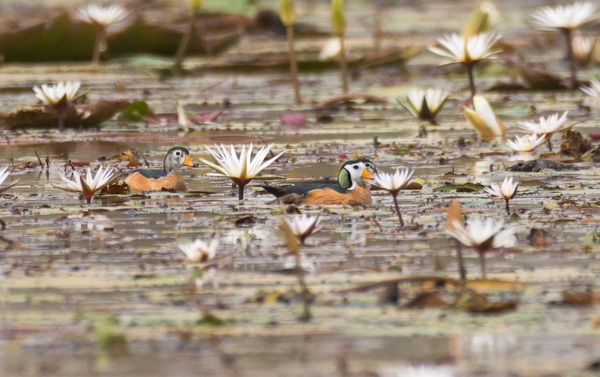 African Pygmy-Goose - Eric Francois Roualet