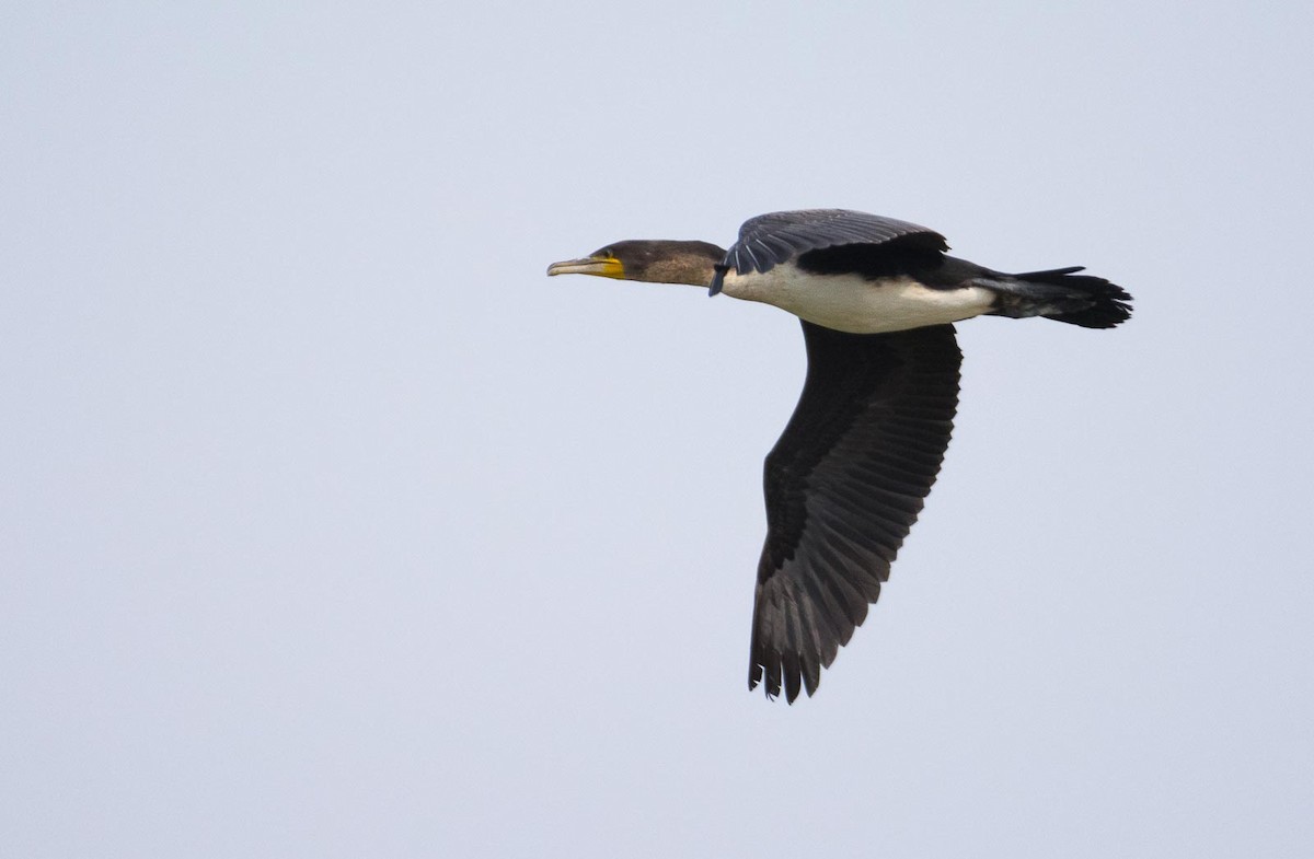 Great Cormorant (White-breasted) - Eric Francois Roualet