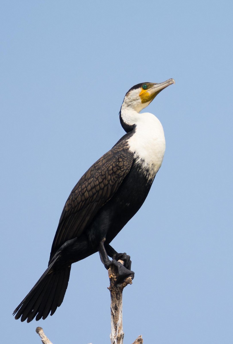 Great Cormorant (White-breasted) - Eric Francois Roualet