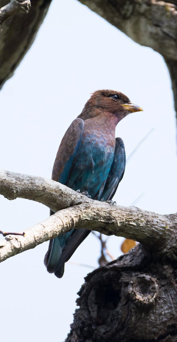 Broad-billed Roller (African) - Eric Francois Roualet
