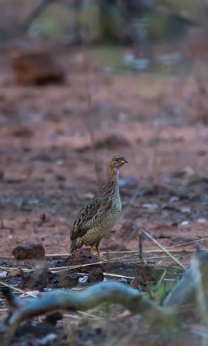White-throated Francolin (White-throated) - Eric Francois Roualet