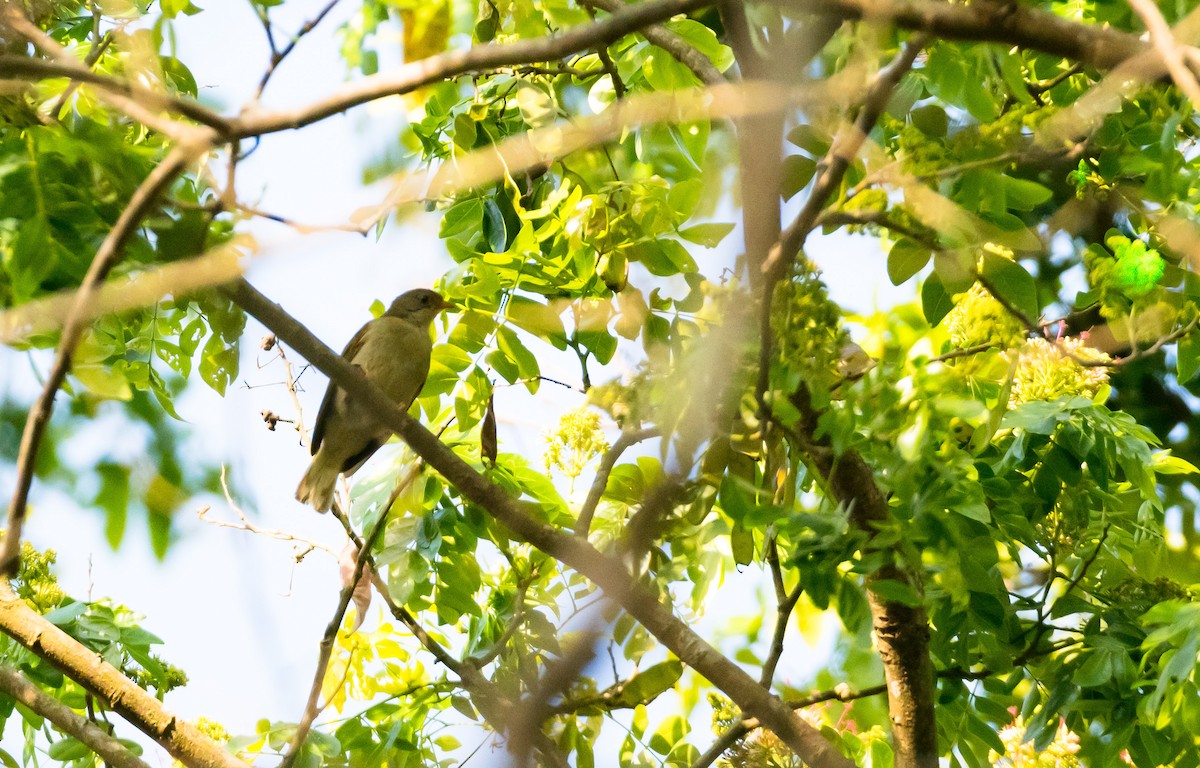 Yellow-footed Honeyguide - Eric Francois Roualet