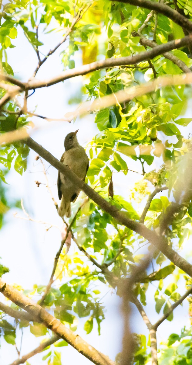 Yellow-footed Honeyguide - ML204999281
