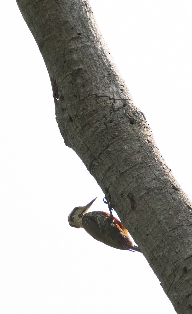 Fire-bellied Woodpecker - Eric Francois Roualet
