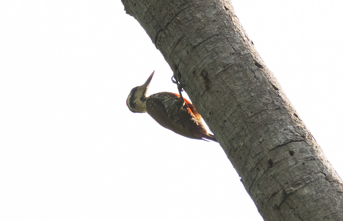 Fire-bellied Woodpecker - ML204999391