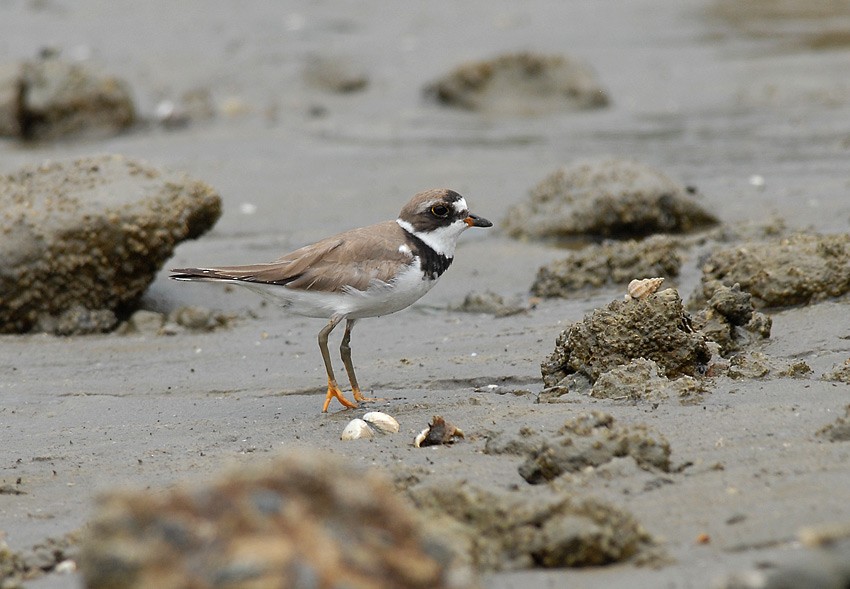 Semipalmated Plover - Roger Ahlman