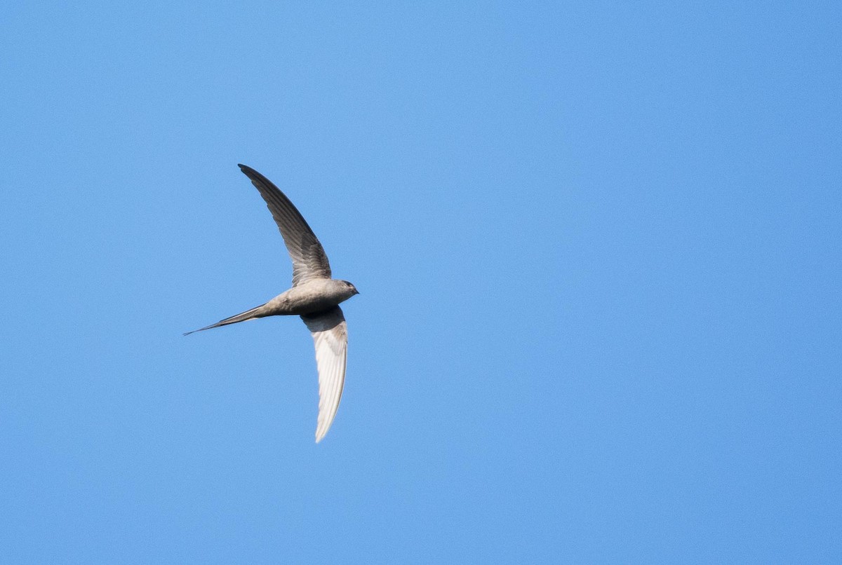 African Palm Swift - Eric Francois Roualet