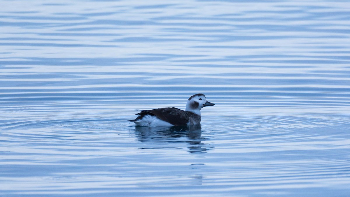 Long-tailed Duck - Eric Francois Roualet