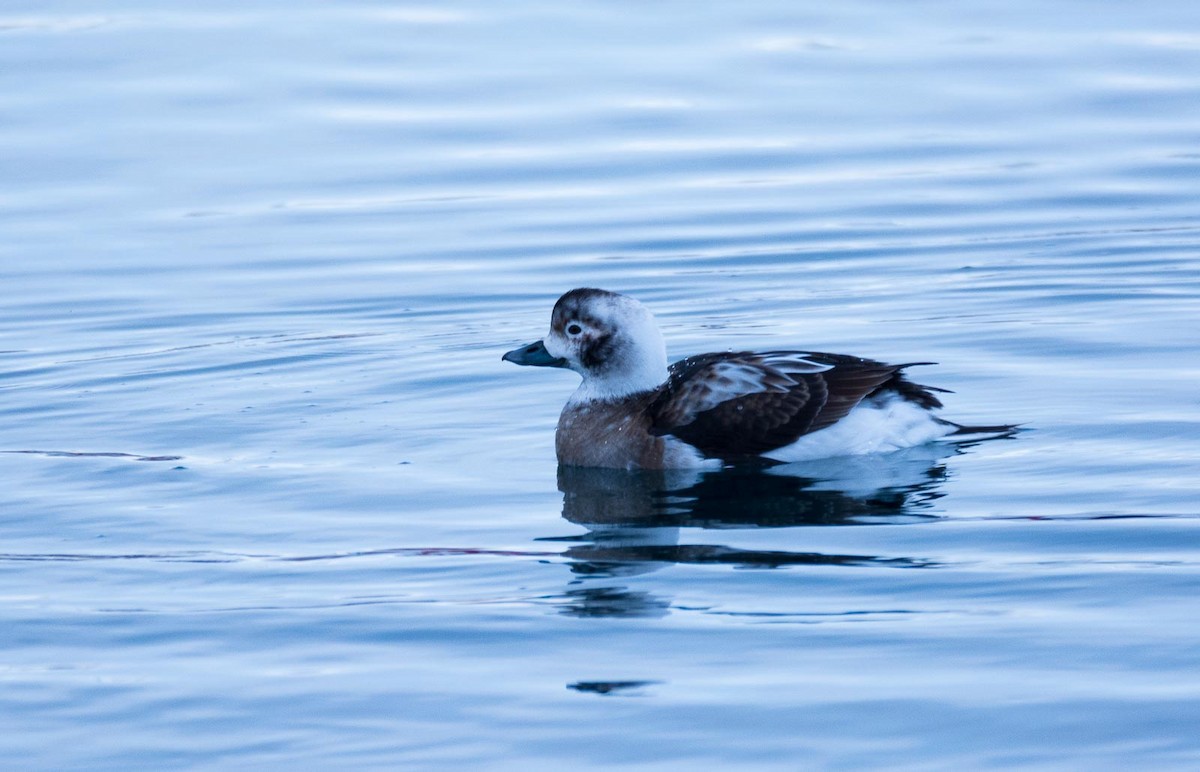 Long-tailed Duck - ML205000651