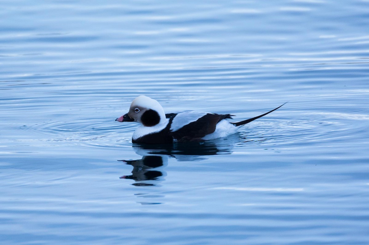 Long-tailed Duck - ML205000661