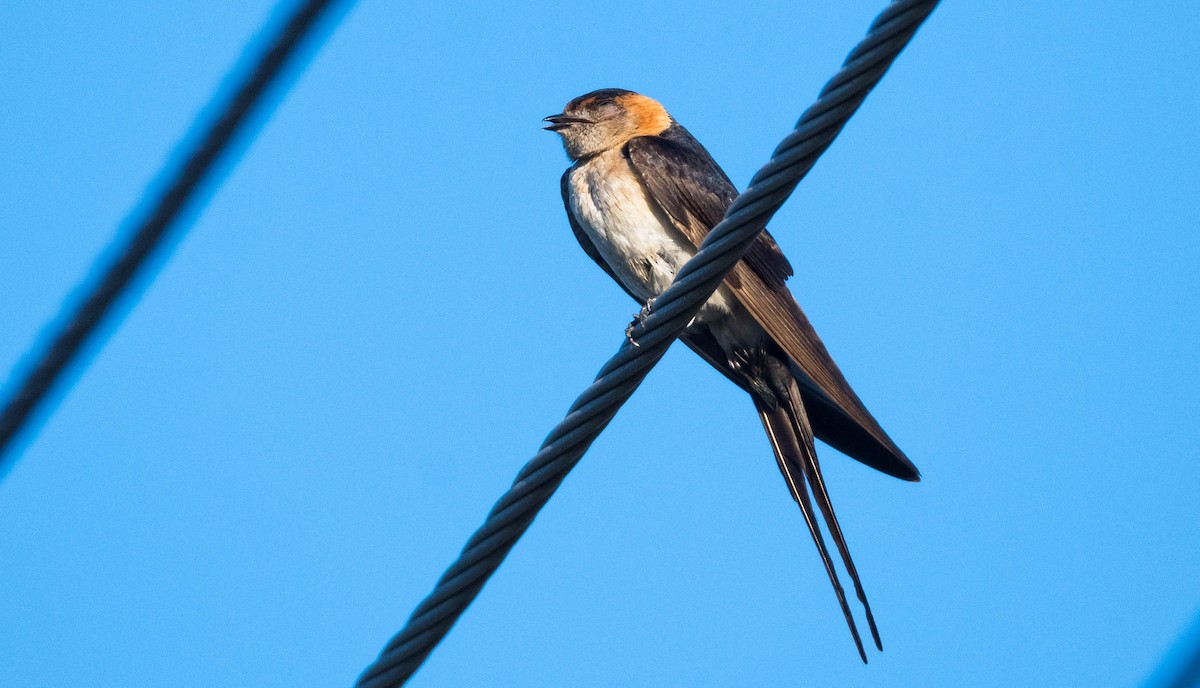 Red-rumped Swallow (Red-rumped) - ML205001051