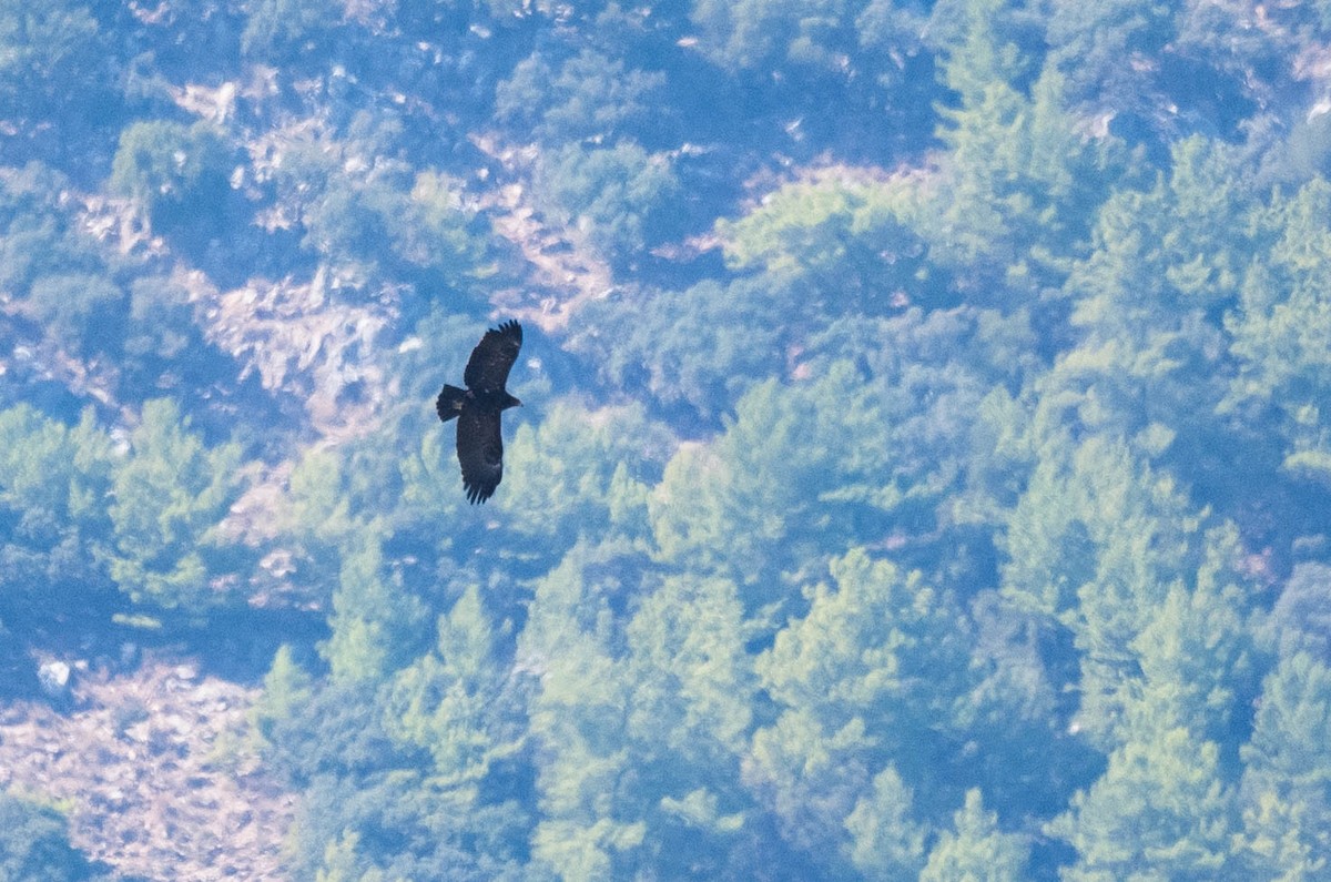 Greater Spotted Eagle - Eric Francois Roualet