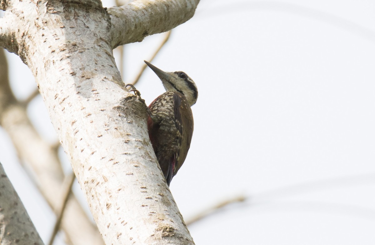 Fire-bellied Woodpecker - ML205001551