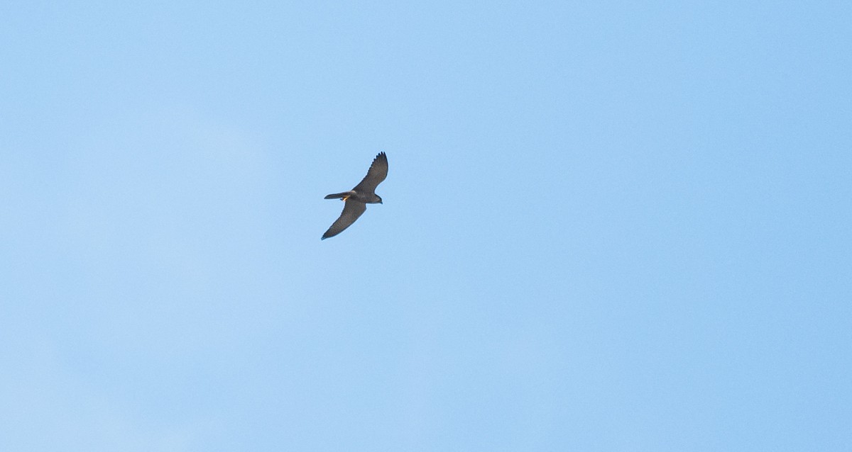 Peregrine Falcon (African) - ML205001591