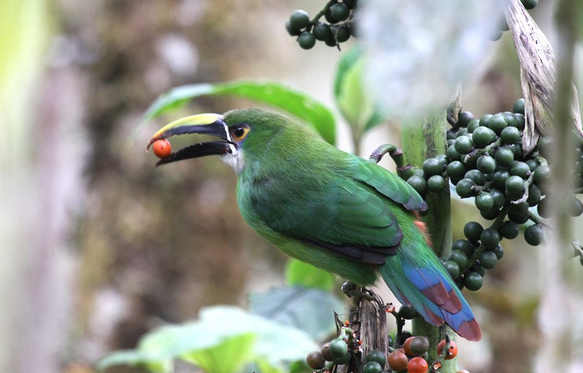 Southern Emerald-Toucanet (Andean) - Roger Ahlman