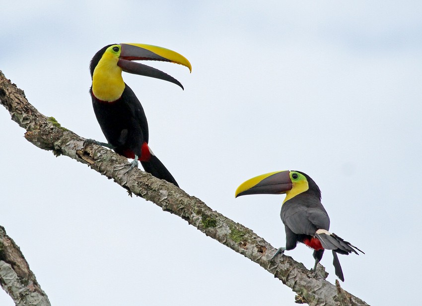 Yellow-throated Toucan (Chestnut-mandibled) - Roger Ahlman