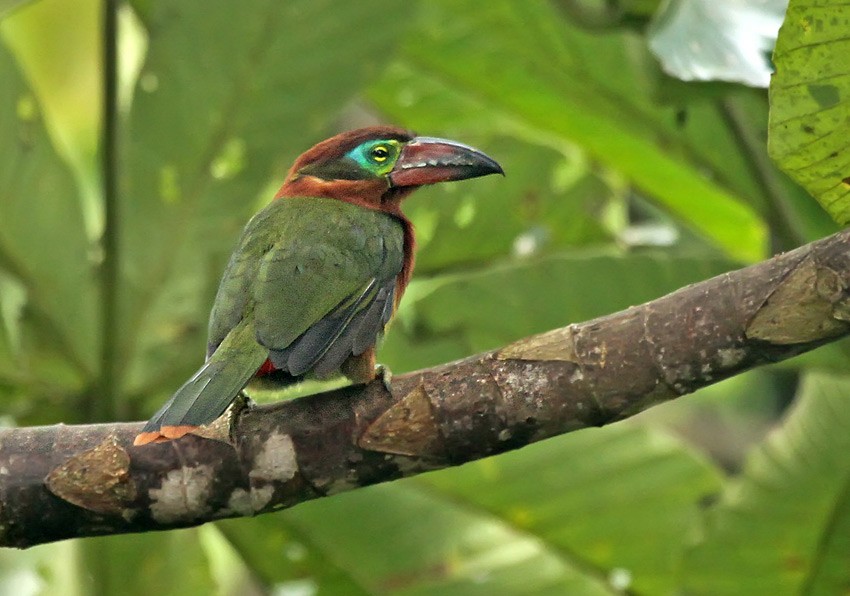 Golden-collared Toucanet (Red-billed) - ML205002601