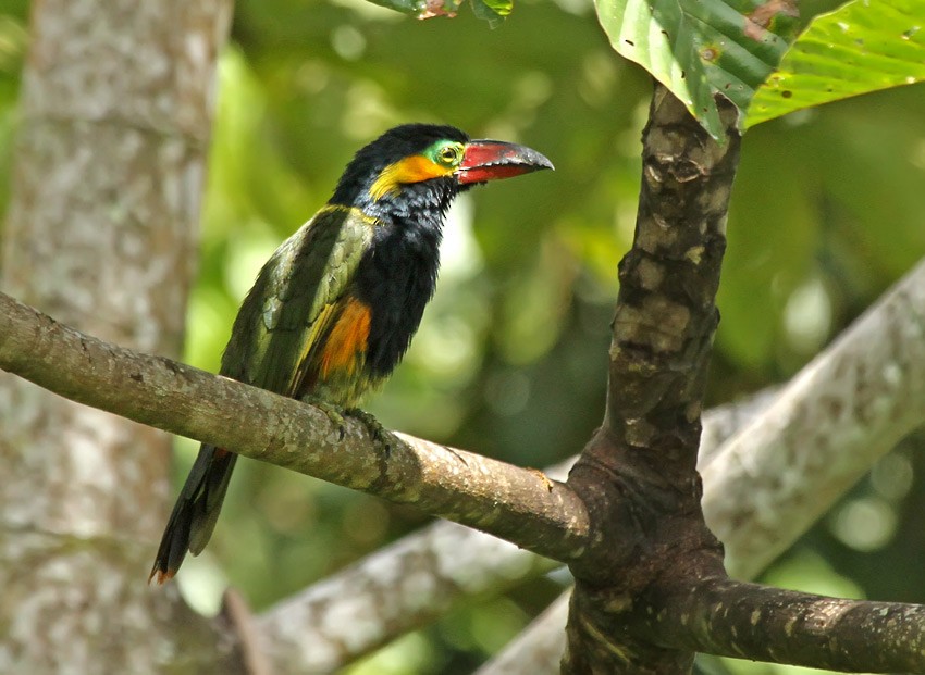 Golden-collared Toucanet (Red-billed) - ML205002611