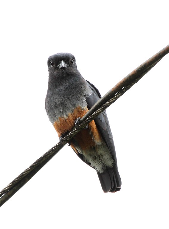 Swallow-winged Puffbird - Roger Ahlman