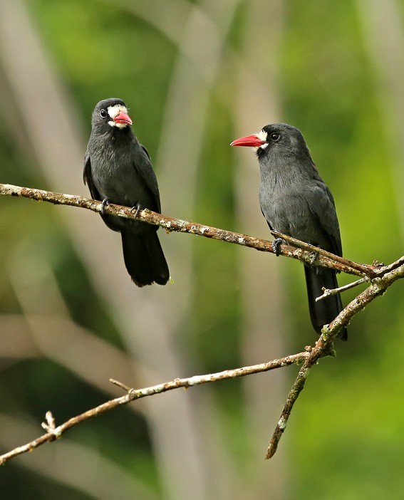 White-fronted Nunbird (White-fronted) - Roger Ahlman