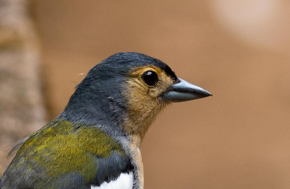 Madeira Chaffinch - Eric Francois Roualet