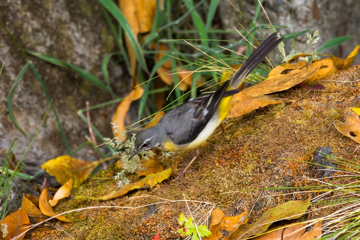 Gray Wagtail - Eric Francois Roualet